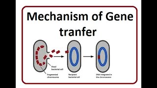 Gene transfer mechanism  2024 [upl. by Dachi]