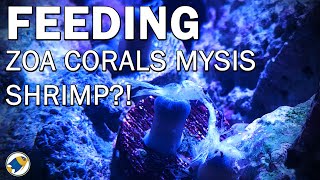 How To Feeding Mysis Shrimp to Zoanthids  Feeding Zoa Corals Mysis Shrimp  MR BRIGHTFRYED [upl. by Auberon]