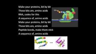 Protein Synthesis Song [upl. by Vedis]