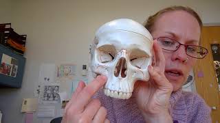 Human Anatomy I Lab Facial Bones [upl. by Philomena]