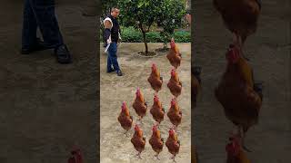 Longtrained rooster tries out for Hunan cuisine brother 4 [upl. by Bornstein]