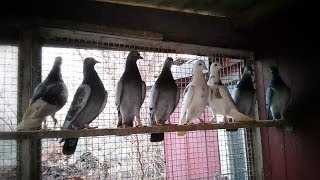 Fekicabred pigeons with Pit van der Werf and Harry Shannon ancestry [upl. by Oicinoid110]