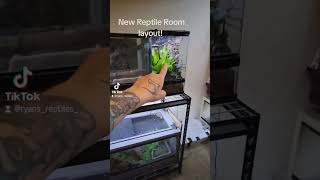 NEW Reptile Room LAYOUT turtle reptiles snakes frogs Geckos [upl. by Zolner625]