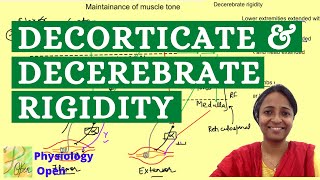 Decorticate and decerebrate rigidity  Maintenance of muscle tone  CNS Physiology MBBS 1st year [upl. by Neile856]