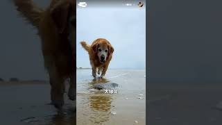 SeaDogdognature cute cuteanimals cutedog fishing جديد [upl. by Airrotal]