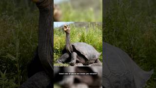 Animal with Heart rate of 10 beats per Minute Meet the Giant Tortoise [upl. by Nylirret]