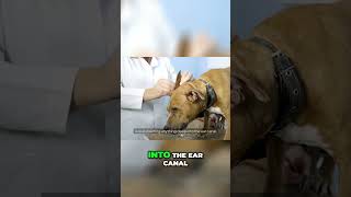 Dog Ear Cleaning Made Easy Essential Tips Inside animalhealth animals pettraining pethealth [upl. by Quartet]