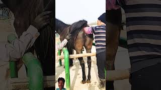 horse kinganimal horselover animalhomeland equestrian animalspc horseriding animalchanneltv [upl. by Aleac]