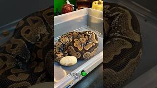 Is she egg bound molinarosnakelab eggbound ballpython fyp ballpythoneggs royalpython eggs [upl. by Matthaeus]