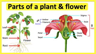 Morphology of flower  Structure of flower BSc 2 year [upl. by Nonnac936]