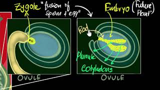 Fertilisation zygote embryo germination  How do organisms reproduce  Biology  Khan Academy [upl. by Irovi]