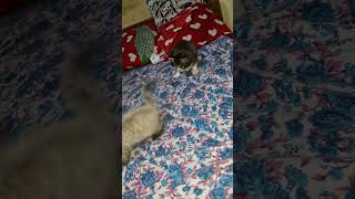 Hyderabad sale Persian kittens kitten bellylaughs lovesongs music cute worldcat [upl. by Mathe]