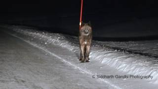 Yellowstone Wolf Encounter [upl. by Aramoy]