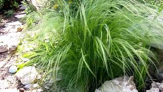 Mexican Feather Grass Nassella tenuissima Lisas Landscape amp Designs quotPlant Pick of the Dayquot [upl. by Chang]