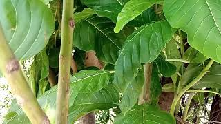 Pisonia albaNachu kottai keeraiLettuce tree leaves Kozhukkattai and its health benefits [upl. by Appledorf]