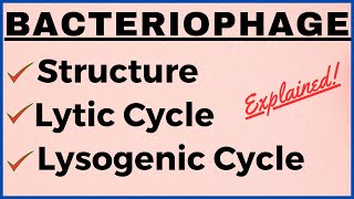 Lytic and Lysogenic Cycle Differences  Bacteriophage Replication Structure Life Cycle Notes Diagram [upl. by Yerggoeg]