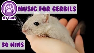 Relaxing Music for Your Gerbil [upl. by Eeliak]