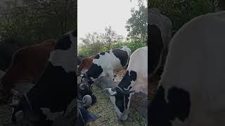 Mini tractor cow shorts farmingcow tractot viral [upl. by Cartie]