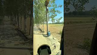 Use An Excavator To Cooperate With Loggers In Cutting Down Trees [upl. by Yenahteb554]