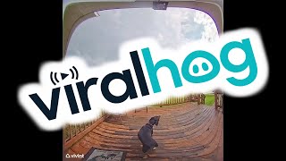 Dog Rings Doorbell Then Gets Confused When Doorbell Rings  ViralHog [upl. by Truk]