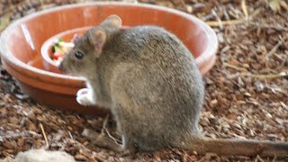 Bettongies à queue touffue  Borstelstaartkangoeroeratten  Brushtailed bettong  Pairi Daiza 2019 [upl. by Duthie586]