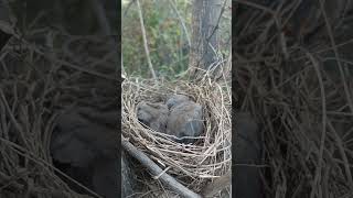 Chirps and Chatters Exploring the Fascinating World of Wild Babbler Bird Nestlings [upl. by Misaq]