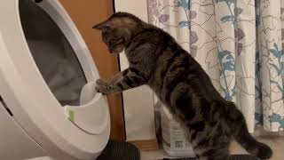 Confused cat reacts to self cleaning litter box [upl. by Annalla596]