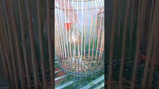 এই সূরাটা পড়লে পাখি wazmahfil viralvideo foryou islamicvideo [upl. by Brander]