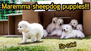 ลูกหมาสุดน่ารัก Adorable Maremma Sheepdog puppies 2020 [upl. by Yrebmik]