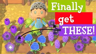 FASTEST way to get Purple Pansies and Windflowers in ACNH [upl. by Einnalem]