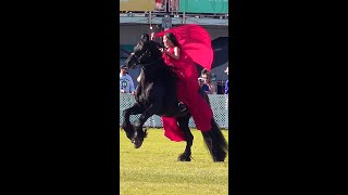 Magnificent Friesian Horse with Beautiful Rider in Flowing Red Dress shorts [upl. by Breen643]