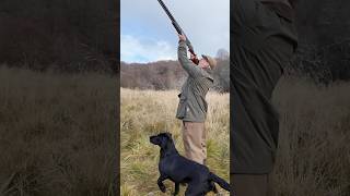 Driven Shooting with Labrador Retriever Gundog shotgun dog [upl. by Atilrep]