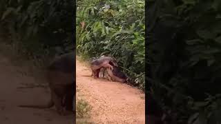 Armored Armadillos mating [upl. by Razatlab]