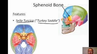 Cranial Bones [upl. by Araed916]