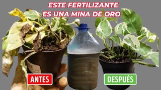 RESUCITA y CURA cualquier PLANTA ENFERMAS con este fertilizante casero 100 Orgánico [upl. by Bouzoun]