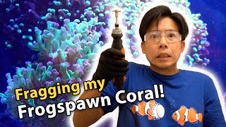 Fragging my Frogspawn coral with a dremel tool [upl. by Ahsial641]