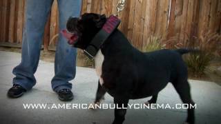 AMERICAN BULLY  SQUAD MAFIAS KINGDOM [upl. by Nordek]