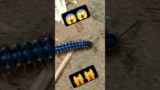 मिलीपीड कीड़ा 🙀😱worm millipedes millipedemarch millipedevscentipede millipedetoy kenno worms [upl. by Isyed797]