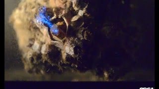 Barnacles feeding on bioluminescent dinoflagellates [upl. by Lain]