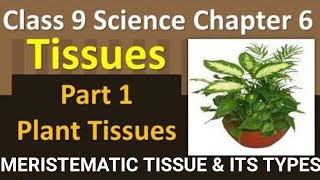 TISSUES INTRODUCTION  ITS TYPES MERISTEMATIC amp PERMANENT TISSUE PART 1 OF UNIT 2CLASS 9th BIO [upl. by Inah]