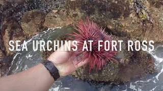 Sea Urchins at Fort Ross CA [upl. by Nonnek]