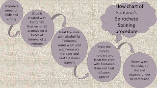Spirochetes staining by Fountans Method in English [upl. by Jane972]