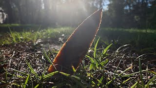 Flint Knapping Flint Dagger Part 1 Knapping [upl. by Leopoldine]