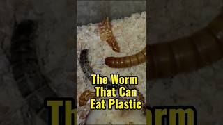 The Worm That Can Eat Plastic shorts [upl. by Aslin]