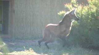 Maned wolves up close [upl. by Fahland]