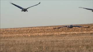 Grullas entre Villacañas y Villafranca de los Caballeros 712019 [upl. by Rondon]