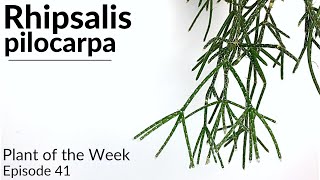 How To Care For Rhipsalis pilocarpa  Plant Of The Week Ep 41 [upl. by Bronwyn]