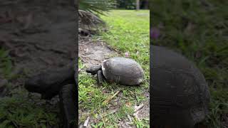 Floridas Wildlife Up Close shorts gophertortoise florida [upl. by Lledrev873]