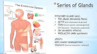 Introduction To The Endocrine System [upl. by Nosmoht]