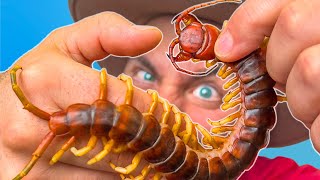 BITTEN by a Giant Asian Centipede [upl. by Range]